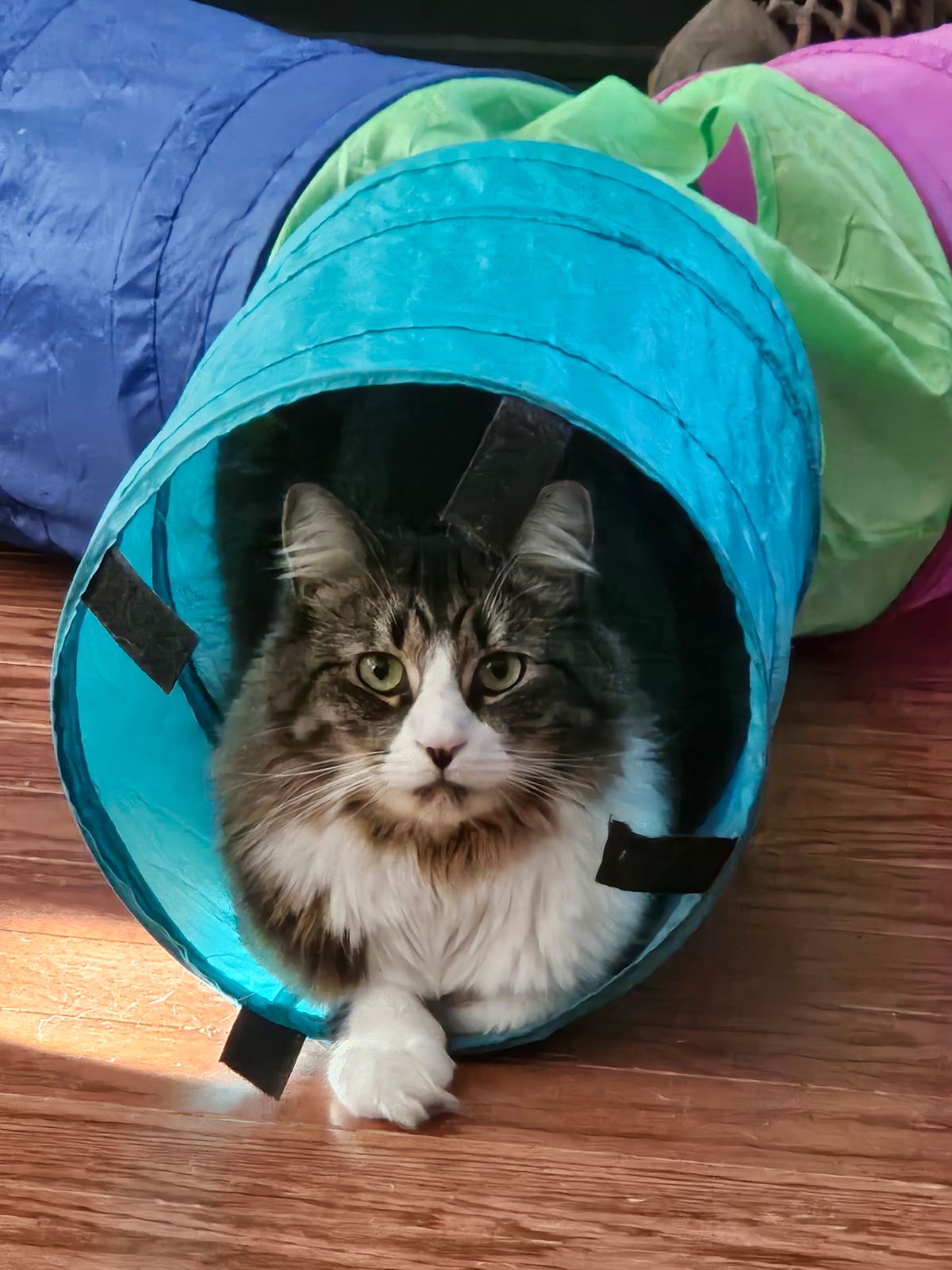 Maizy - Beautiful tabby and white cat